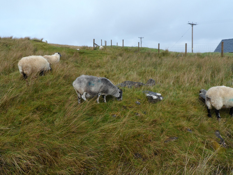 Isle of Skye sheep