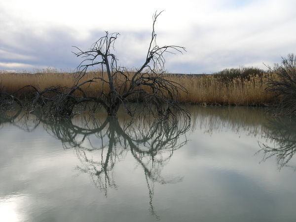 Rio Grande Swamp