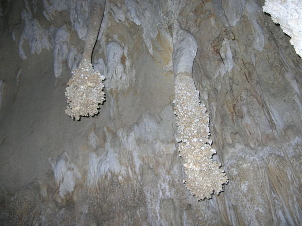 Lions Tails, Carlsbad Caverns