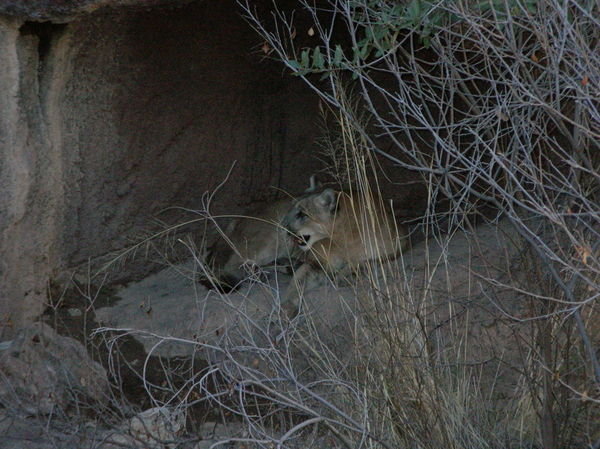 Mountain Lion at Sonora Desert Museum