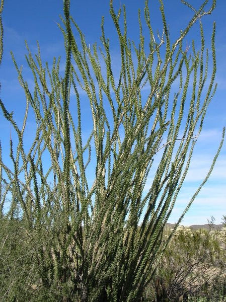 Ocotillo with leaves