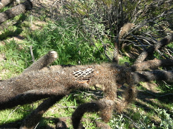 Dead cholla, with skeleton showing