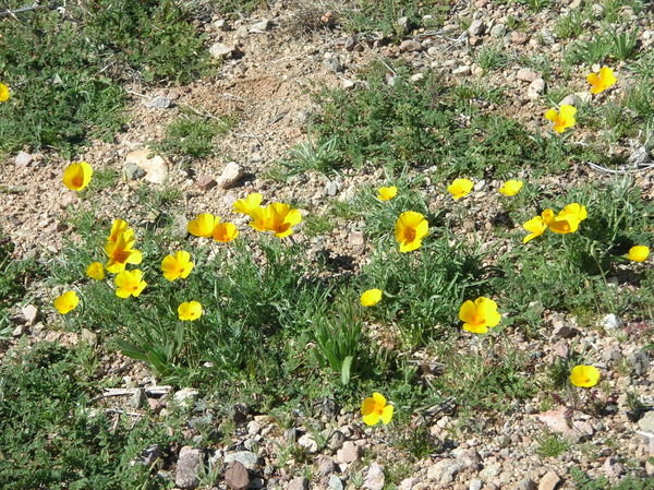 Desert Poppies