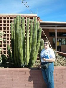 Organ Pipe Cactus