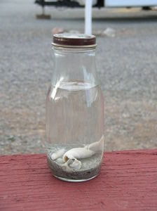 Sea of Cortez in a bottle