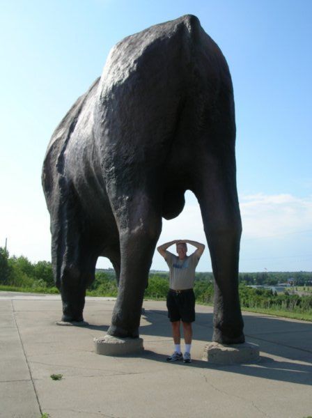 World's Largest Buffalo