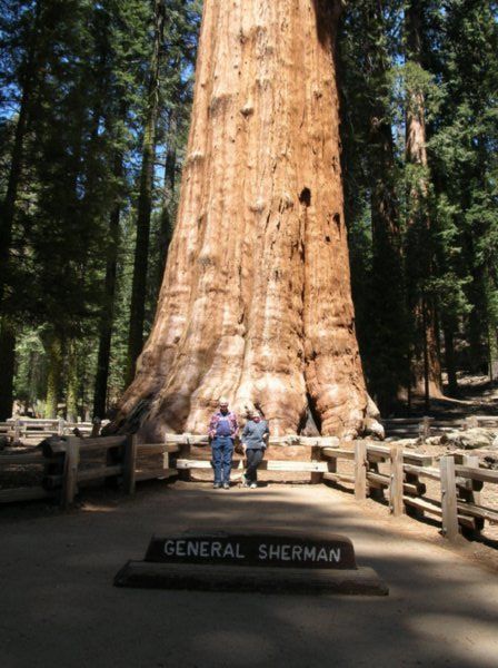 Gen Sherman Tree