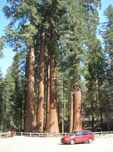 grove of sequoias & our van
