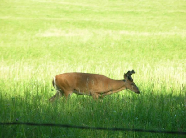 Deer near Cades Cove
