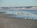 sea gulls on the beach