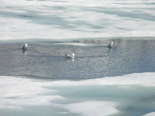 Seagulls 