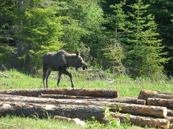 Moose in campground
