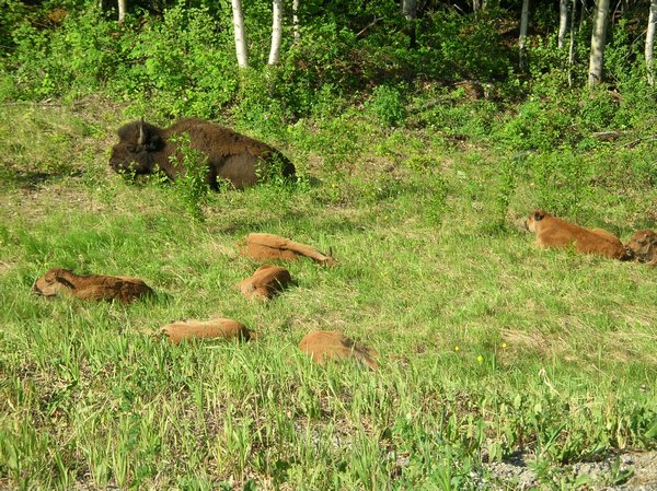 Bison calves napping