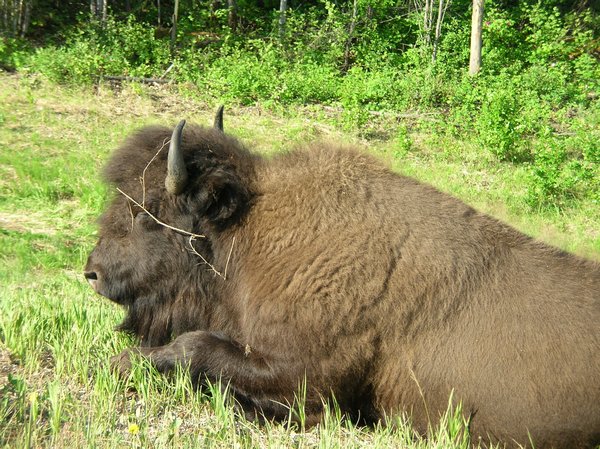 Big Daddy bison