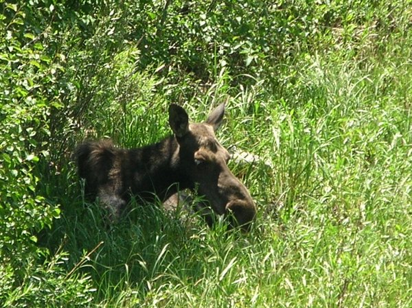 Napping Moose