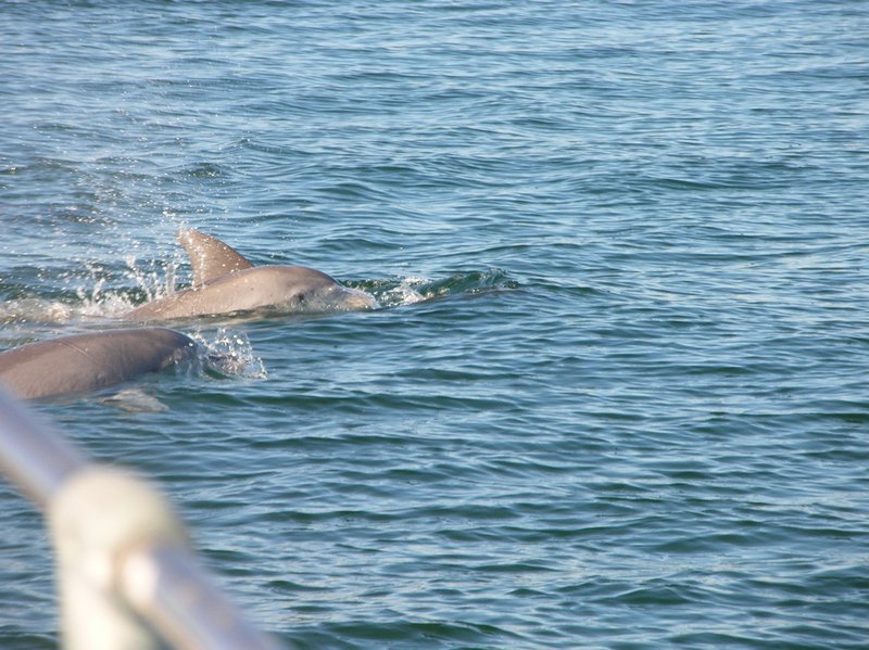 Dolphins near our boat