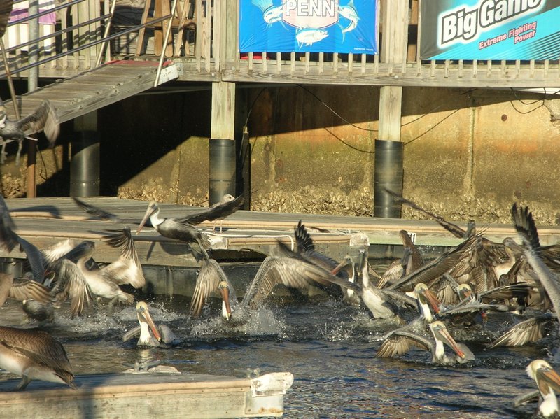Haggling Pelicans