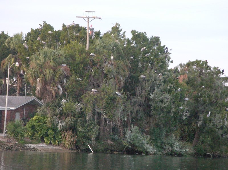 Pelican Tree