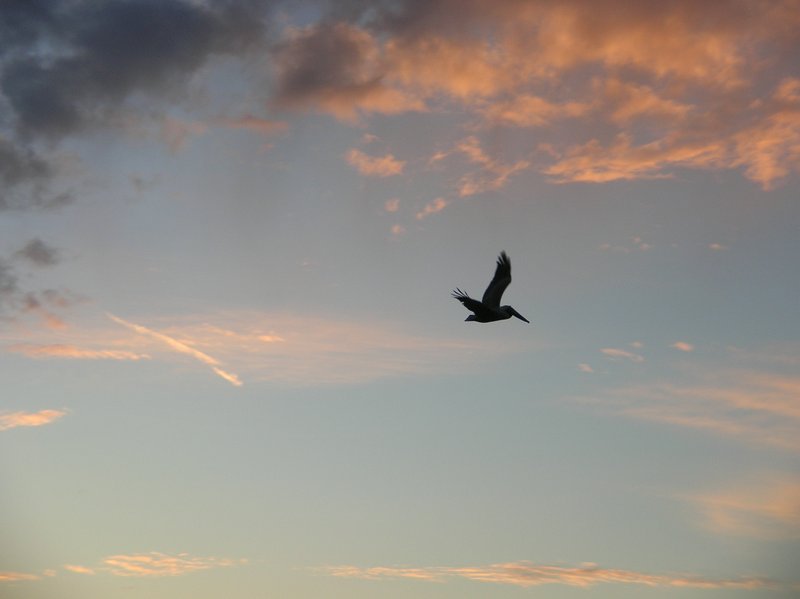 sunset pelican