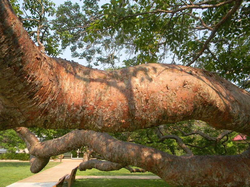 branch of gumbo limbo tree