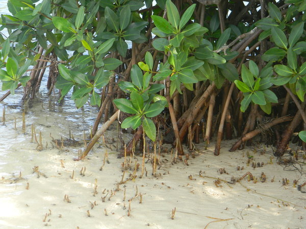 Mangroves at Curry Hammock