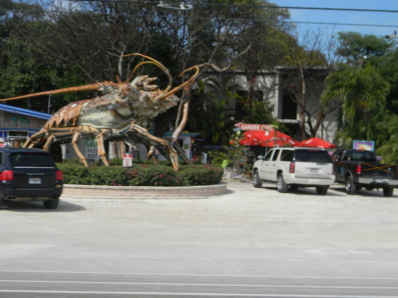 Giant Florida Lobster