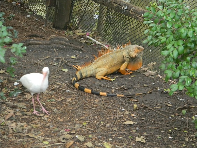 Iguana and Friend