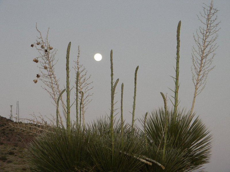 Moon in the Yuccas