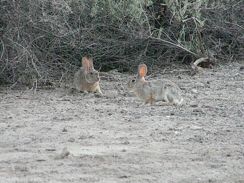 Bunnies