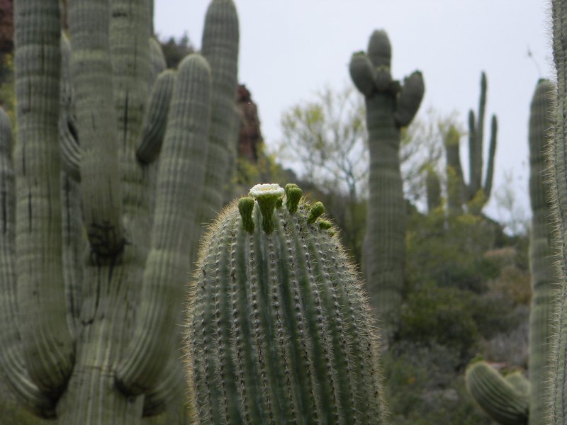 Bloom on Saguaro Cactus