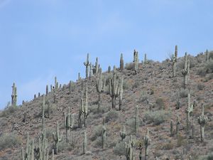 Saguaro Cactus on hillside