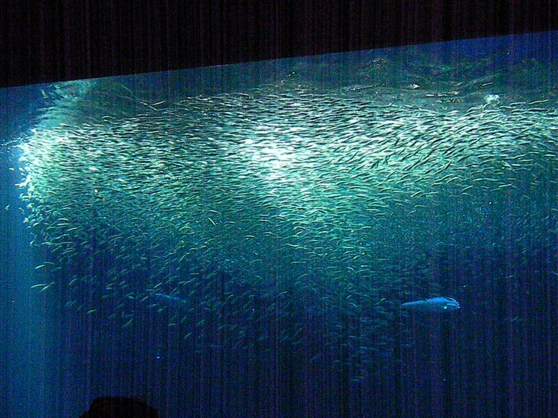 Swarms of sardines