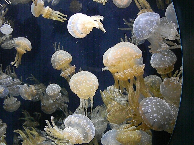 Spotted Jellies