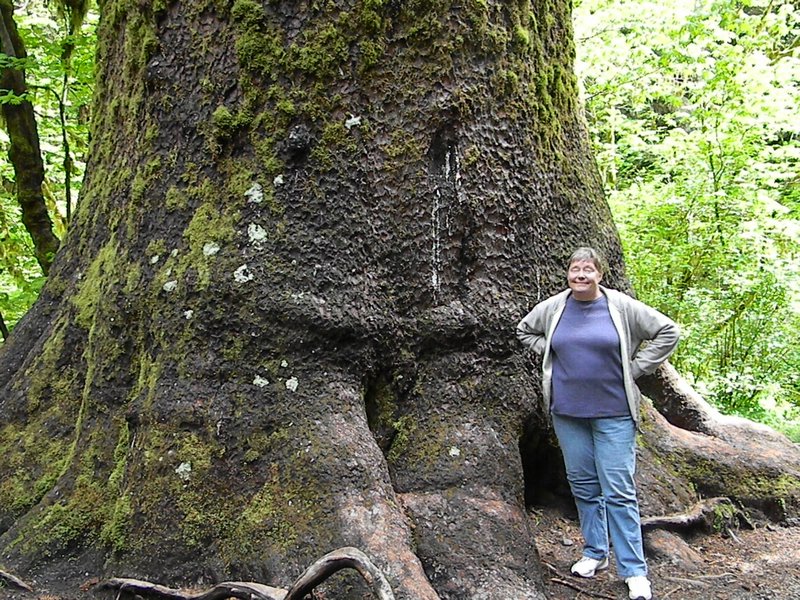 Giant Sitka Spruce