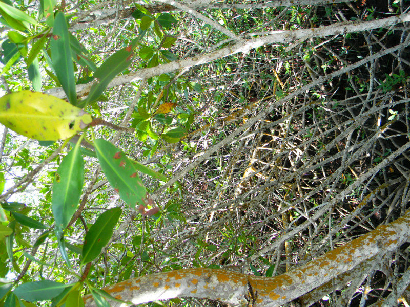 Mangrove thicket.