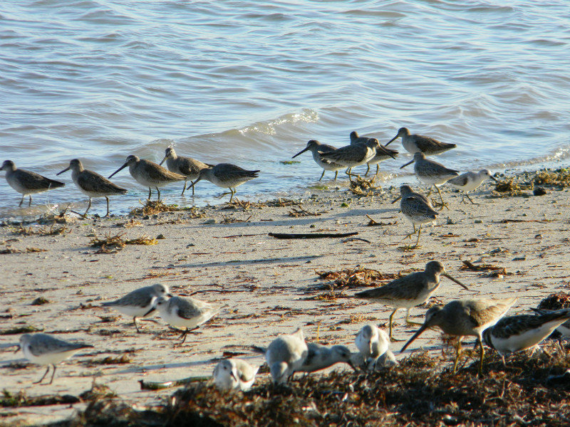 more shore birds