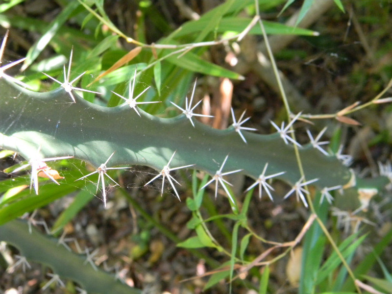 Barbed Wire cactus