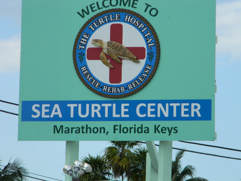 Sea Turtle Hospital