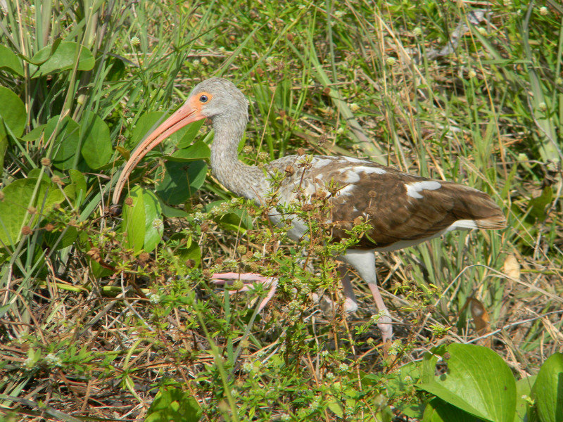 Young ibis