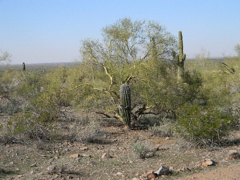 Saguaro and Palo Verde