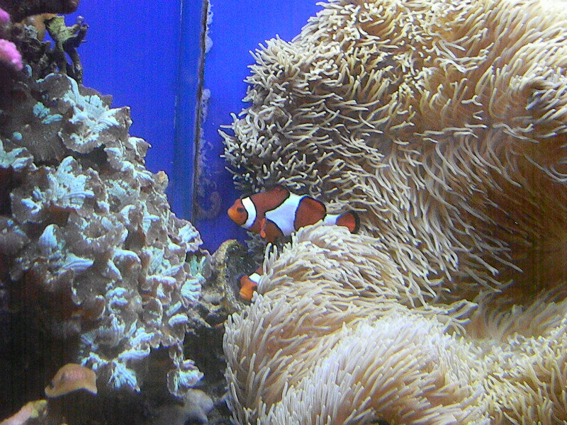 Anemones and clown fish