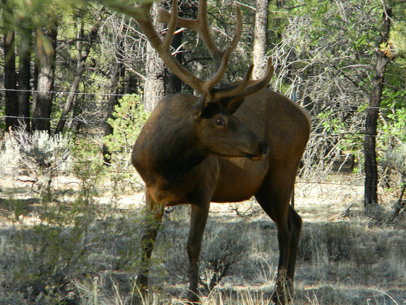 Some rack on that elk
