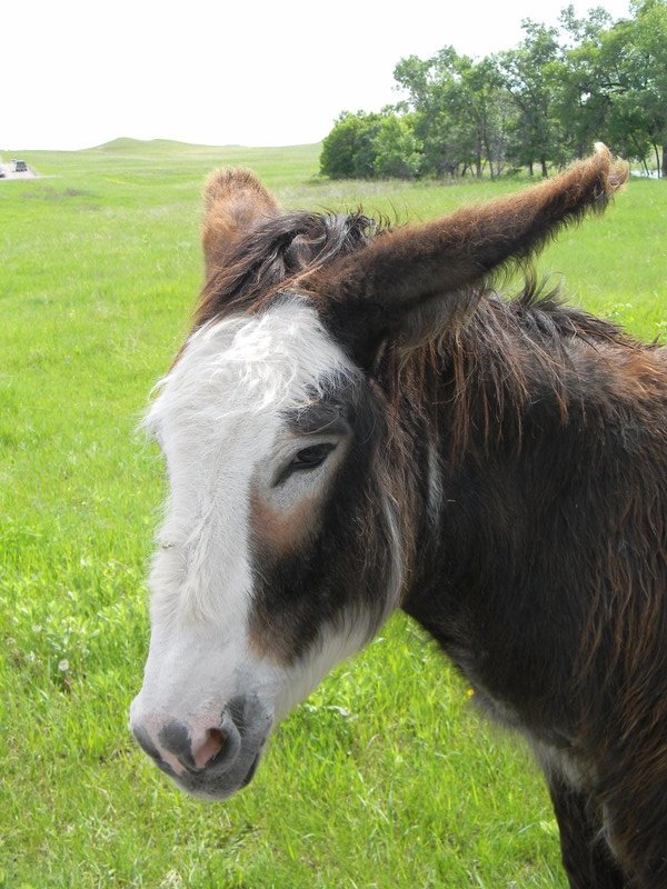 Donkey closeup