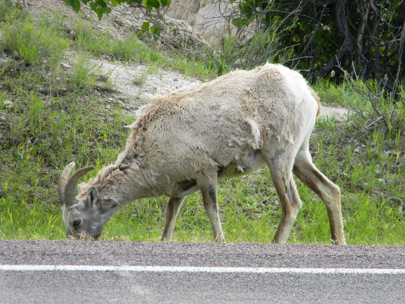 Bighorn Sheep