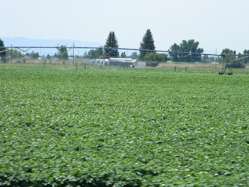 Idaho Potato Field