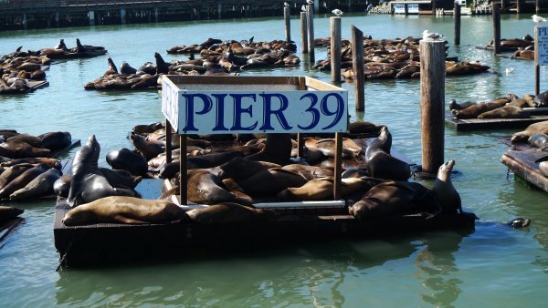 The Sea Lions at Pier 39