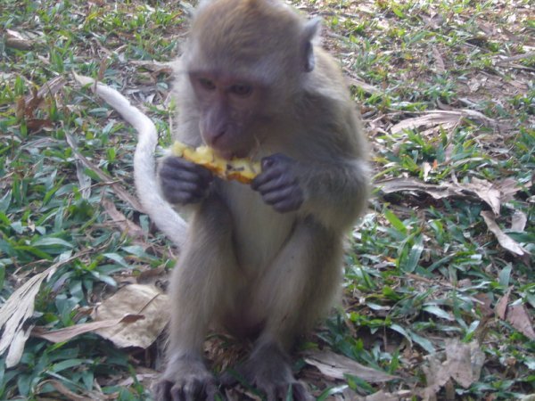 Monkey eating Pineapple
