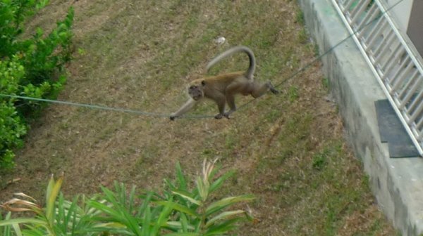 Monkey on a string