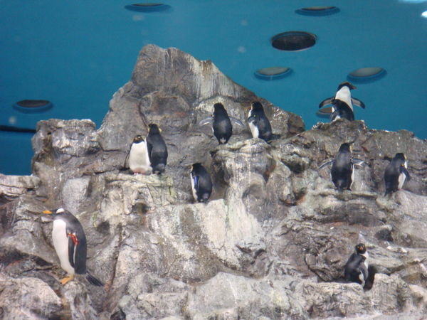 Penguins at Loro Parque