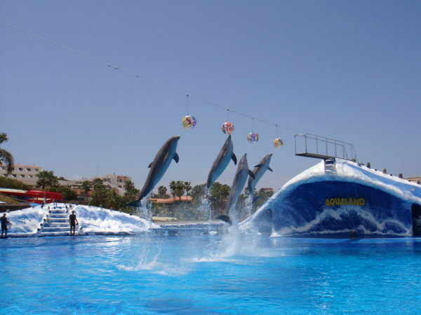 Dolphins at Aqualand
